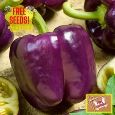 Fresh Purple Beauty Bell Pepper Seeds | Heirloom Non-GMO | Vegetable Seeds