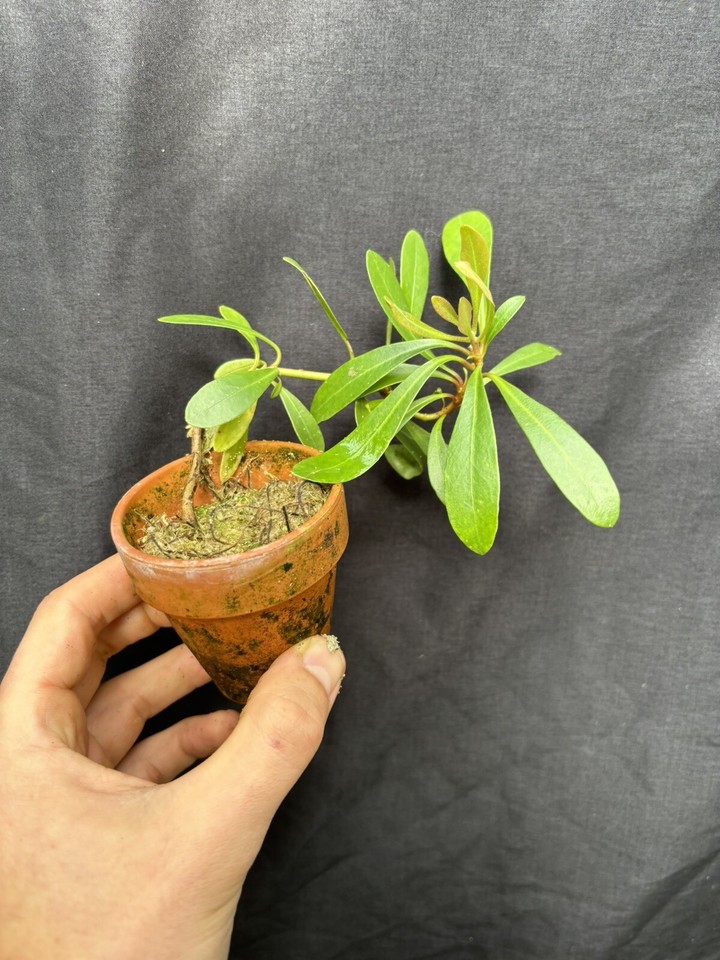 Vireya Rhododendron celebicum Rare epiphyte plant f Sulawesi eBay