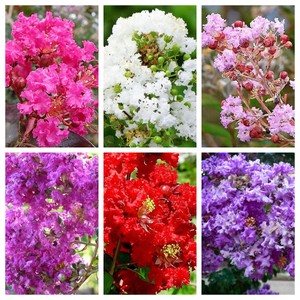 Détails Sur 50 Mixte Crepe Myrtle Lagerstroemia Arbre Arbuste Crêpe De Laine Rouge Rose Violet Fleur Graine Afficher Le Titre Dorigine