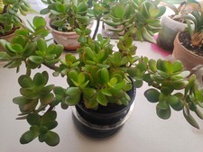 5 years old larger money tree/ lucky plant/ in door/perennial