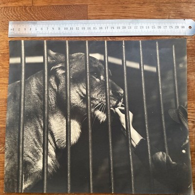 Vintage Schwarz-Weiß-Foto einer Raubkatze im Zookäfig, ca. Mitte 20. Jahrhundert