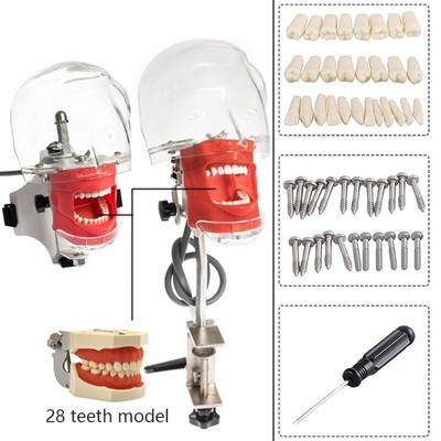 Dental Simulator Nissin Manikin Phantom Head Model With 28Pcs Replaceable Teeth