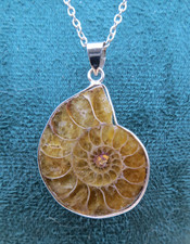 Natural Sea Snail Ammonite Fossil Silver Pendant Silvertone Chain Necklace #1211