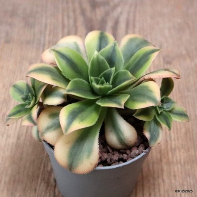 D7650 AEONIUM FLORESENS VARIEGATED pot6,5-H6-W11 cm MaMa Cactus