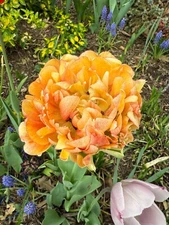 Digital Image Picture Wallpaper Background Desktop Yellow Flower! Only 0.99 Cent