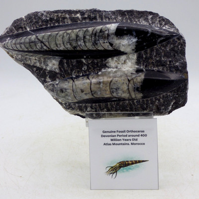 Doppel Fossil geschnitzt schwarz weiß Orthoceras Devon Marokko + Aufsteller