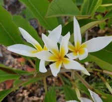 Stella di Davide - Talea - Monopunta