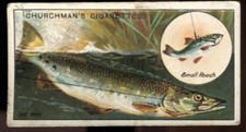 Tobacco Card, Churchman, FISH & BAIT, 1914, Fishing, Pike, #1