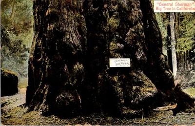 General Sherman Tree Postcard 1907-14 Chromo Newman Sequoia Unused