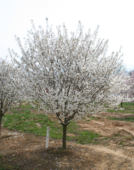 no.0494  Snow treeと豆ガラス Snow Goose Cherry Tree – Green Thumbs Garden