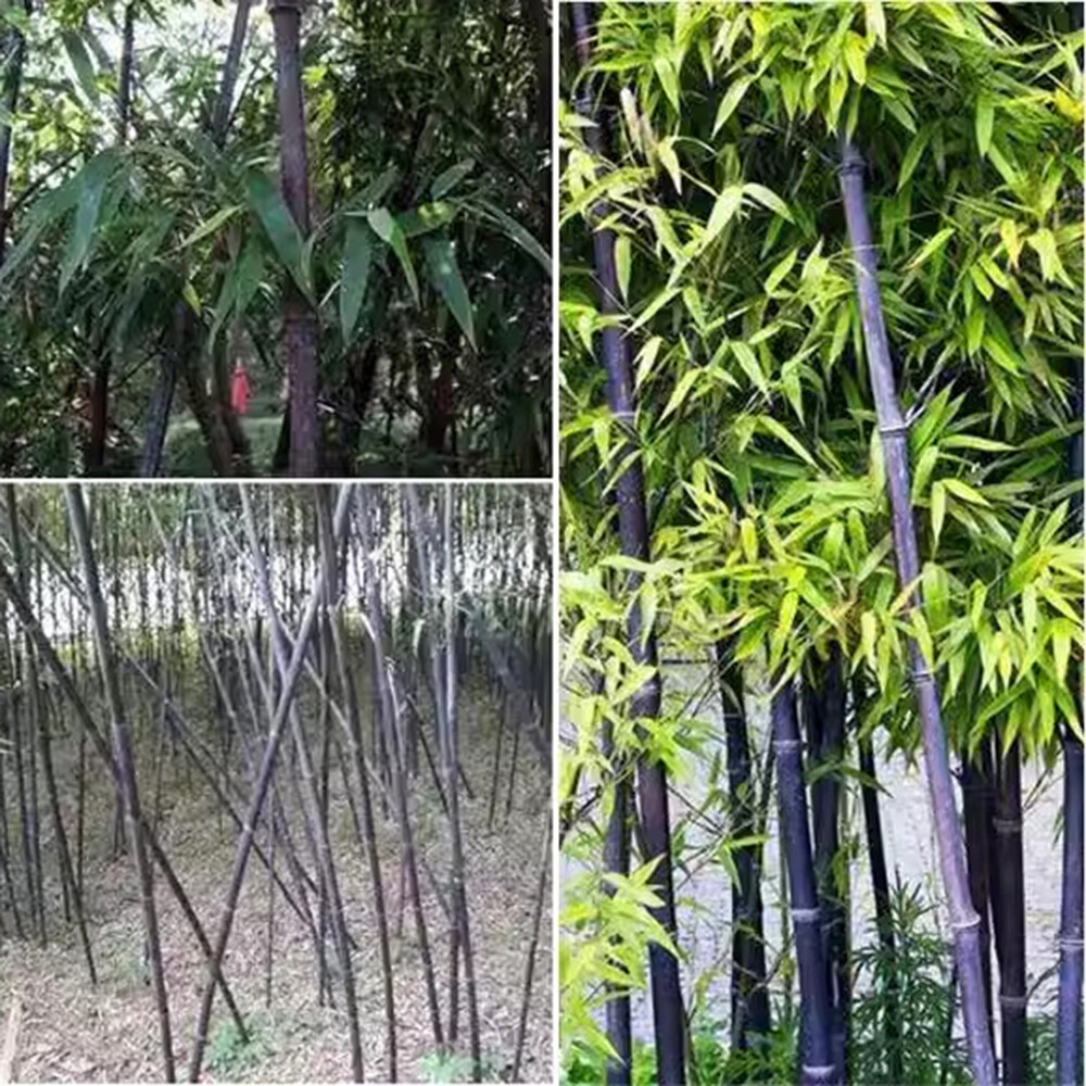100 Stück Lila Bambussamen Bambus-Bonsai-Garten Heimdekoration v