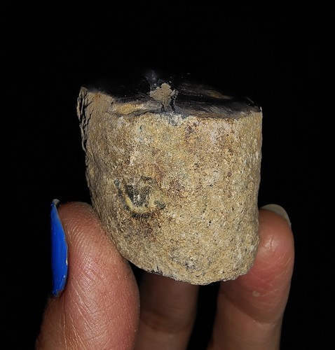 ¡¡INCREÍBLE AMONITA!! TRONCO DE MADERA PETRIFICADA, PULIDO SUPERIOR DE JAVA, INDONESIA, 29MM - Imagen 2 de 7