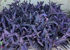 10 Jew cuttings Purple Heart Wandering Tradescantia Pallida Purpurea Live Plants