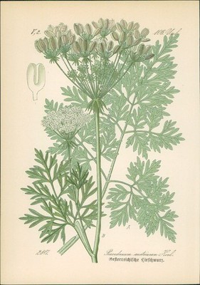 Chromolithographie : Oesterreichische Hirschwurz, Haarstrang. Peucedanum austria