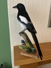 Taxidermy Magpie ,This Is Not A Protected Species