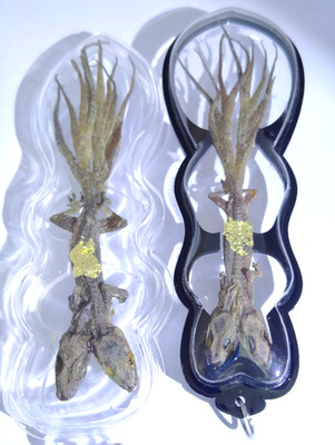 2 pcs 2Head 9Tail Lizard Figure Thai Amulet Lucky Wealth Gambling Money Success
