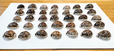 Lot of 35 Tiger Cowrie Cypraea Tigris Seashells Snail VG Condition 2-3/8'' to 3''