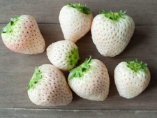 White Strawberry Seeds - 500+ Seeds - White Pineberry Seeds - Made in USA, Ships
