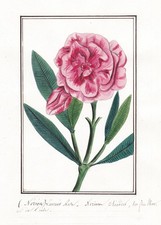 Laurier Rosa Adelfa Nerium Botánica Flor Acuarela 1830