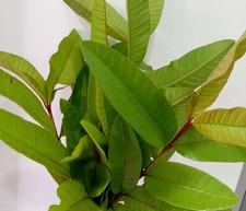 80g Guava leaves leaf dry & fresh mix pack re...
