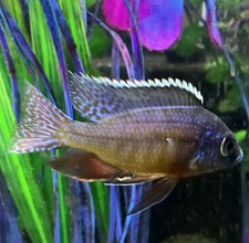 Aggressive Fresh Water Live Aquarium Cichlid for sale | eBay