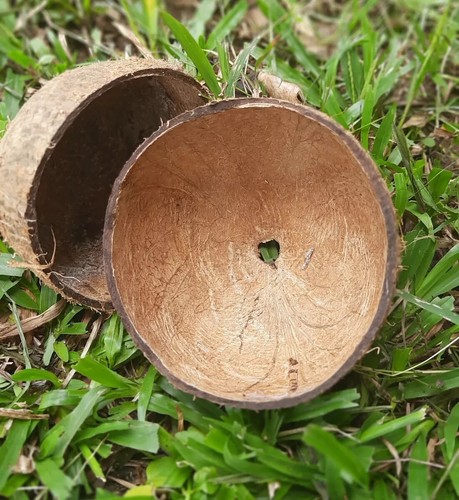 Coconut shells,100% natural, sri lanka ,Coconut shells, free shipping ...