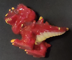 85 Dinofroz - Rari alcuni rarissimi - Varie collezioni Personaggi 3D dinosauri - Photo 19/155