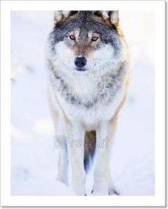 Wolf Art Print Home Decor Wall Art Poster C