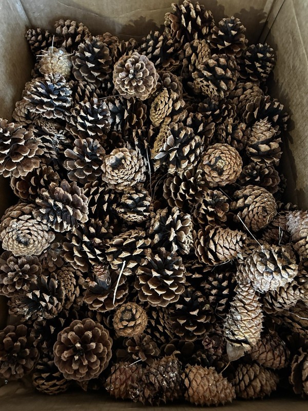 Large Pine Cones Thick + Heavy broken /damaged
