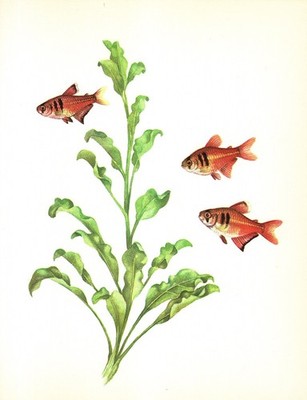 Vintage Tropical Fish Print Flame Tetra Aquarium Fish Art Print 6631-90