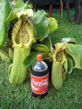 NEPENTHES TRUNCATA - FLEISCHFRESSENDE PFLANZE, 10 SAMEN