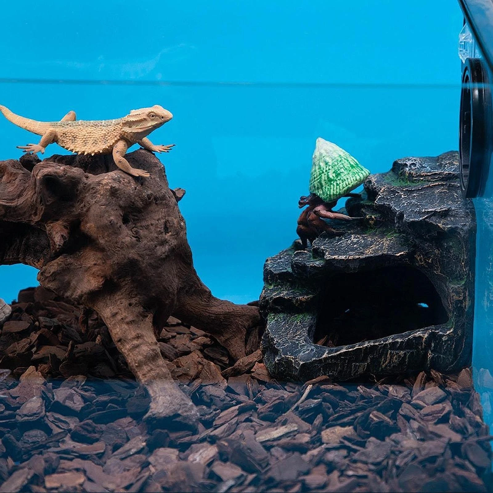 Bearded Dragon Tank Accessories Reptile Aquarium Decor Reptile Cave Reptile
Opens in a new window or