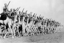 Special troops of the egyptian army on their fast camels July 19th- Old Photo