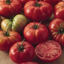 Champion II Hybrid Tomato Seeds 25 Seeds