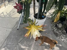 3  Dragon Fruit Cutting 8-12 Inches check the description