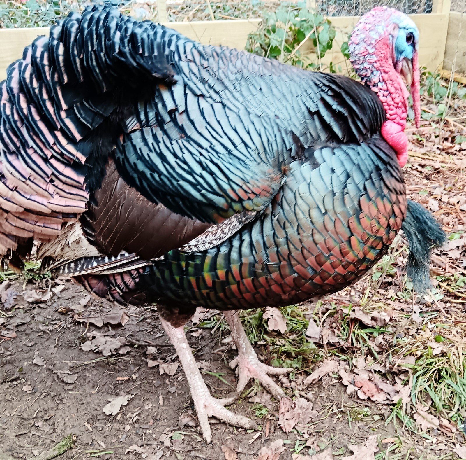 Norfolk Bronze / Black X6 Hatching Eggs eBay