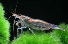 5 Amano Shrimp Caridina multidentata   Freshwater Algae Eater