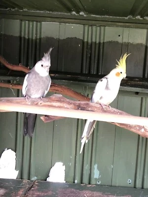 cockatiel pair for sale