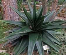 Gasteria exelsa rare madagascar succulent hybrid agave cacti aloe seed 20 seeds