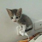 jizzy-jr