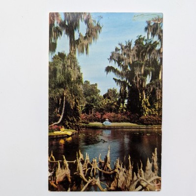 Postcard - Cypress Trees at Florida's Cypress Gardens, USA