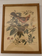 Vtg 1957 Framed Arthur Singer Cardinals Botanical Print #1 Of A Series
