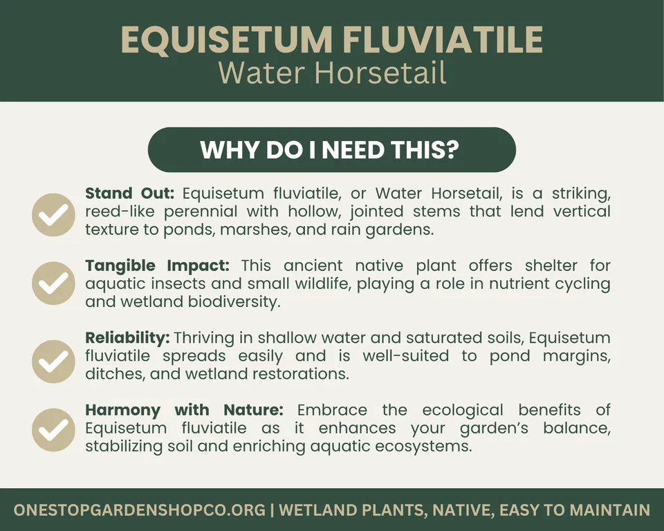 Equisetum fluviatile | Cola de caballo de agua | Raíz de bar | Planta de humedal | Planta nativa Foto 3 de 4