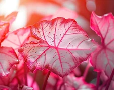 6 Sweetheart Caladium Bulbs for Planting - Perennial Hosta, Elephant Ears, Fancy