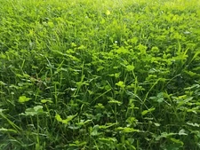 Trail Mix Food Plot Seed - Mix of Clovers and Grasses for Shady and Wet Soils