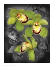 Igor Maloratsky Cymbidium Orchid Green Open Edition