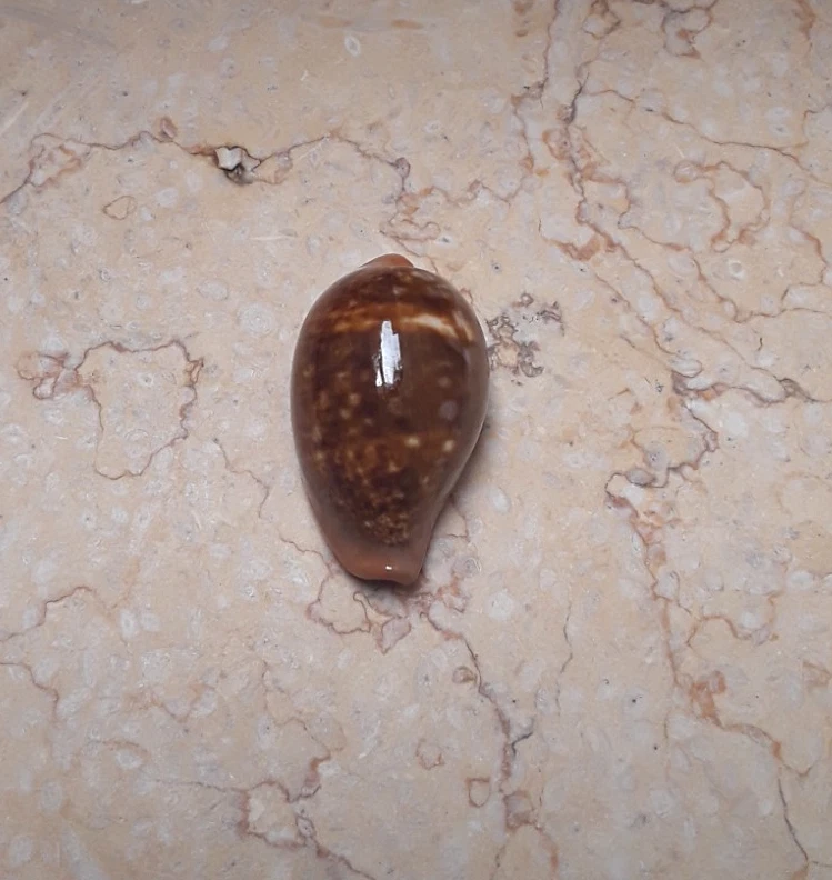 cypraea Zpnaira pyrum 44.1mm rare large size red sea shell super natural glossy - Image 2 of 4