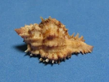 Chicomurex ritae Houart, 2013 "DEEP WATER WINGED MUREX"  (38.8mm)