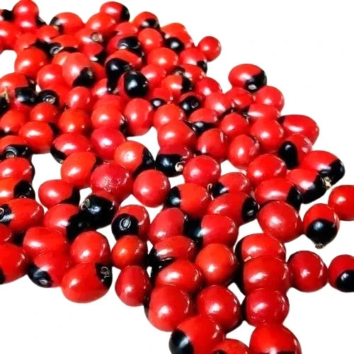 Sementes vermelhas Chirmati Lal Beej - Ratti Lal - Chirmi - Abrus Precatorius - Jequerity - Imagem 2 de 4