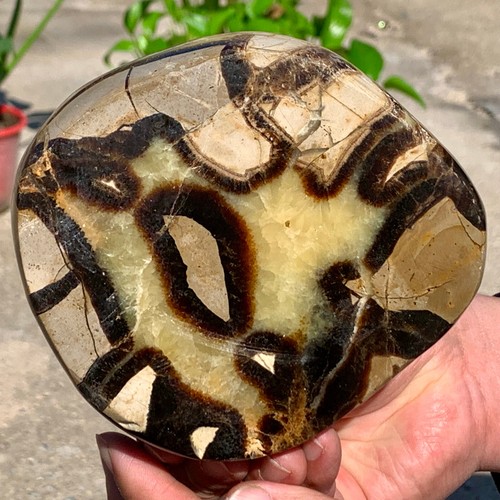 2.13LBNatural y hermoso Dragón Siete Palacio Circular Cuarzo Cristal Curativo